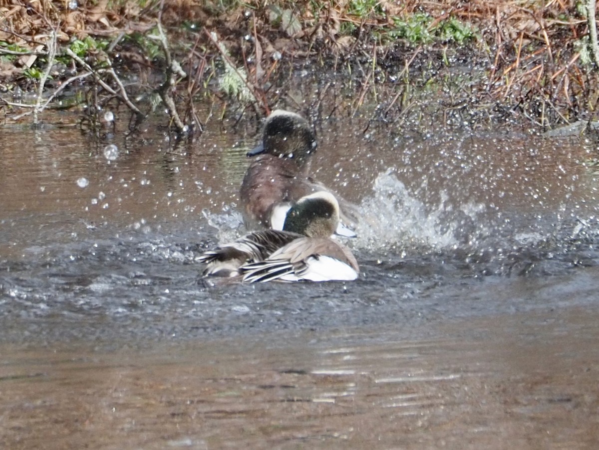 American Wigeon - ML614509671