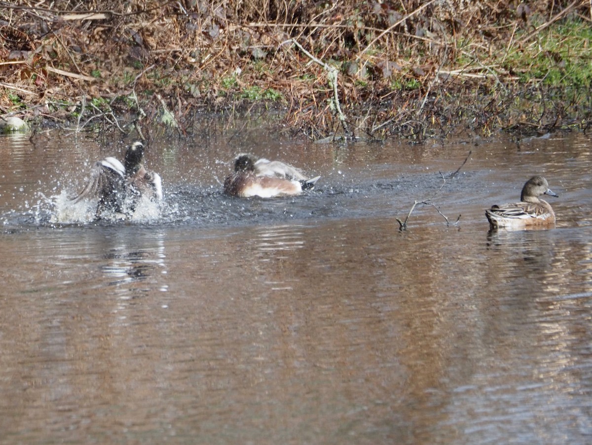 American Wigeon - ML614509672