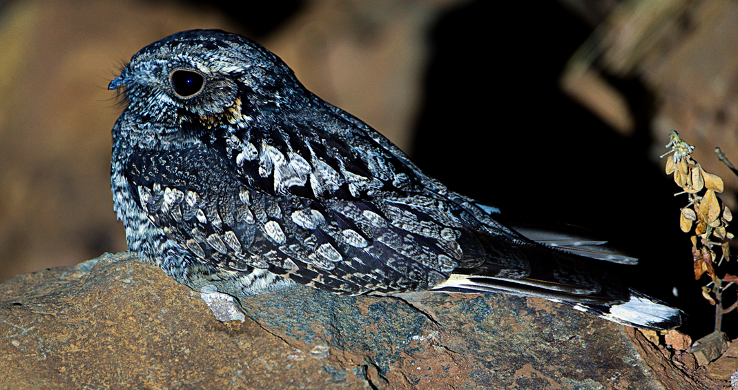 Jungle Nightjar - ML614509683