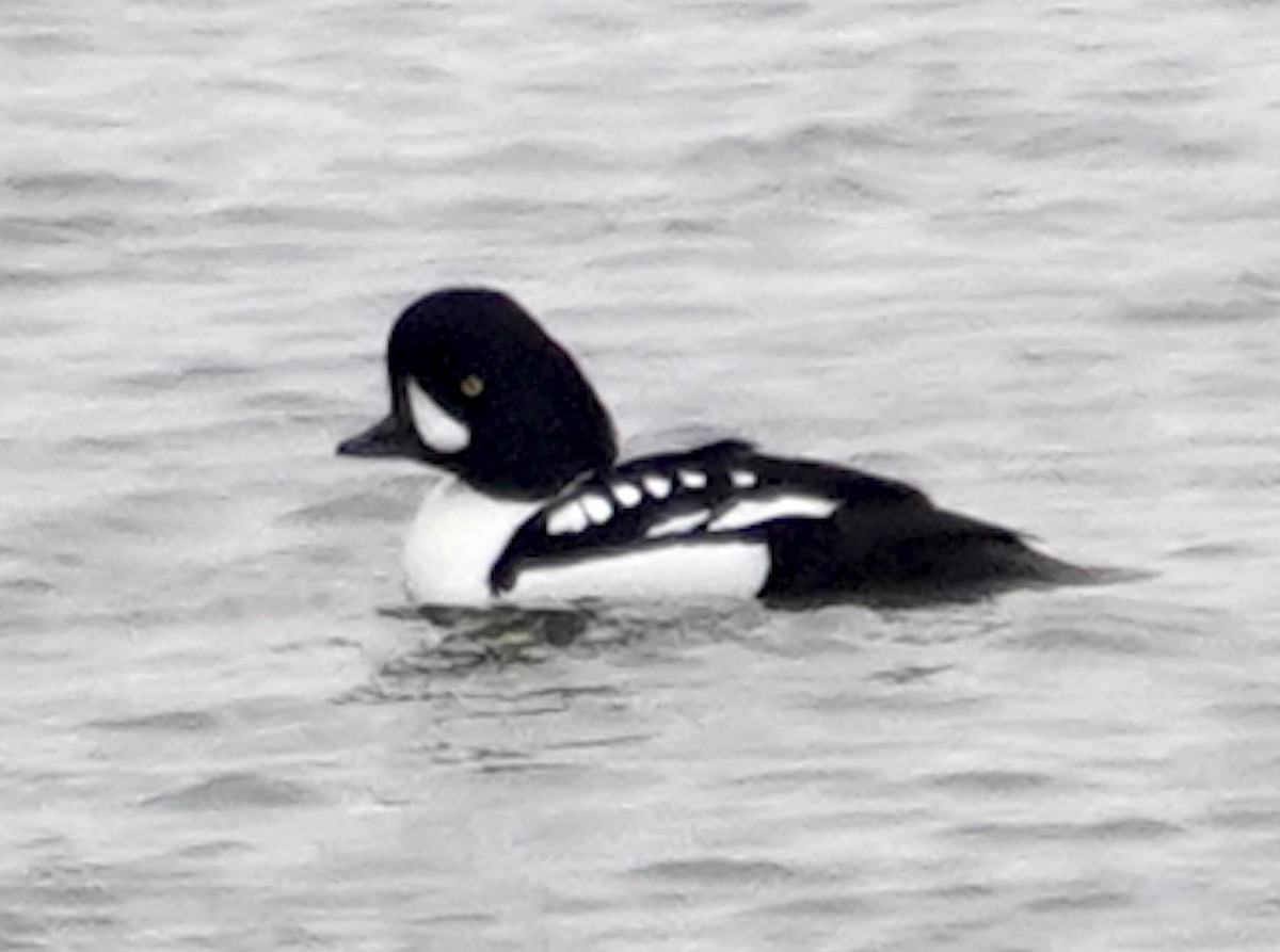 Barrow's Goldeneye - ML614509746