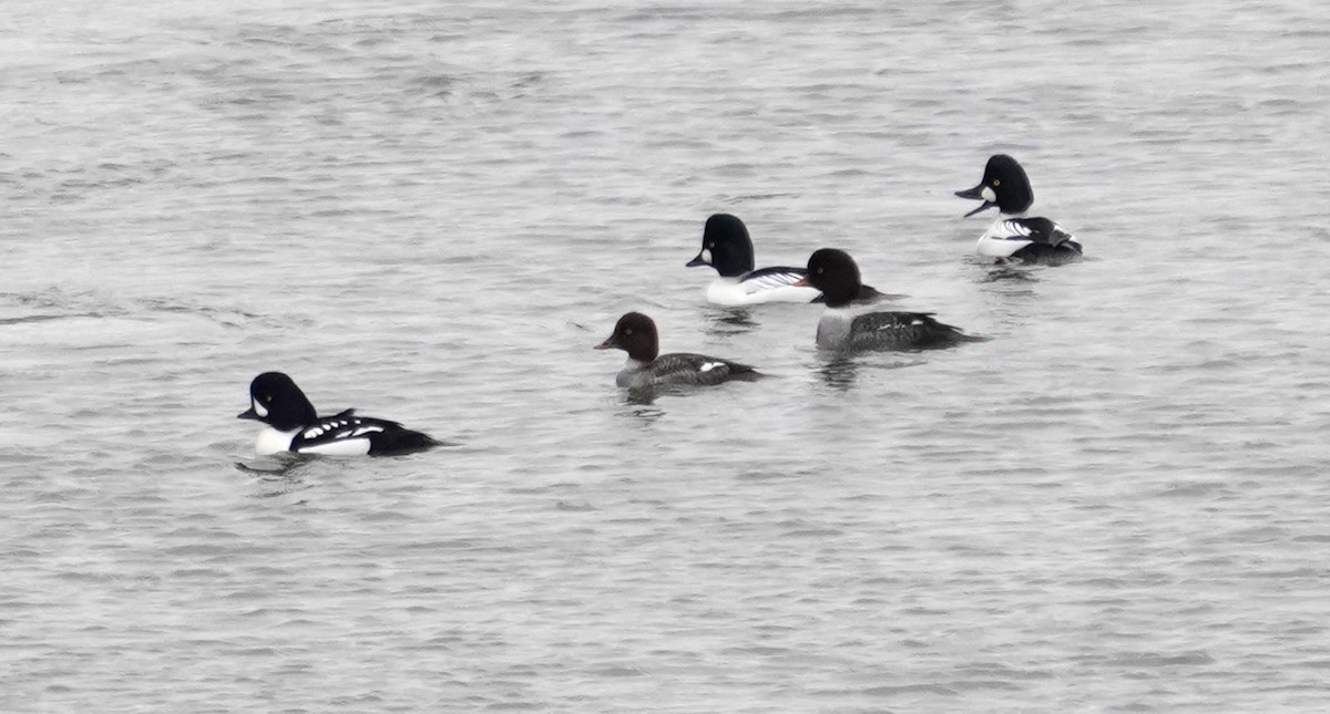 Barrow's Goldeneye - Thomas Jackman