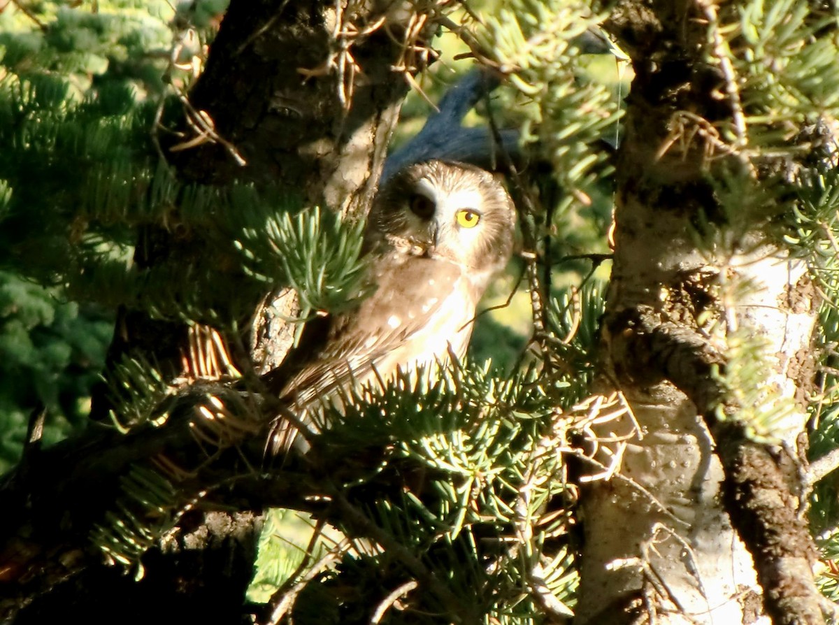 Northern Saw-whet Owl - ML614509843