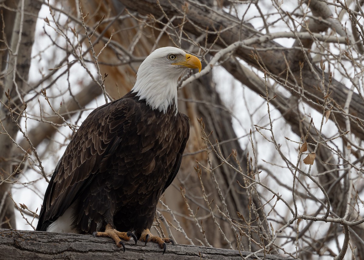 Bald Eagle - ML614509867