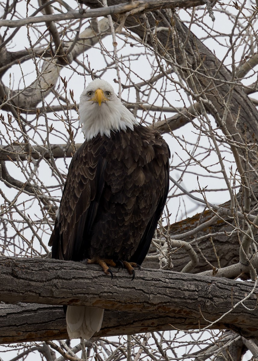 Bald Eagle - ML614509868