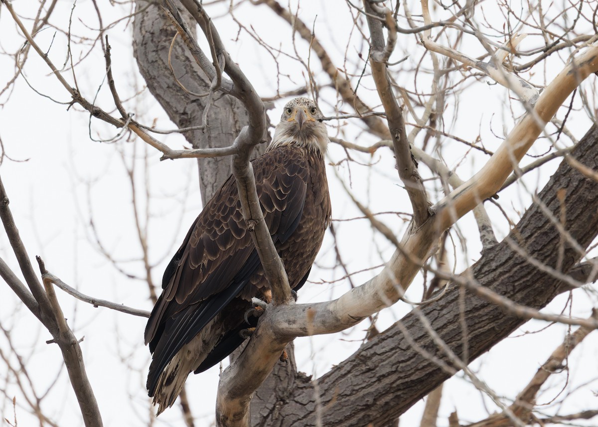 Bald Eagle - ML614509872