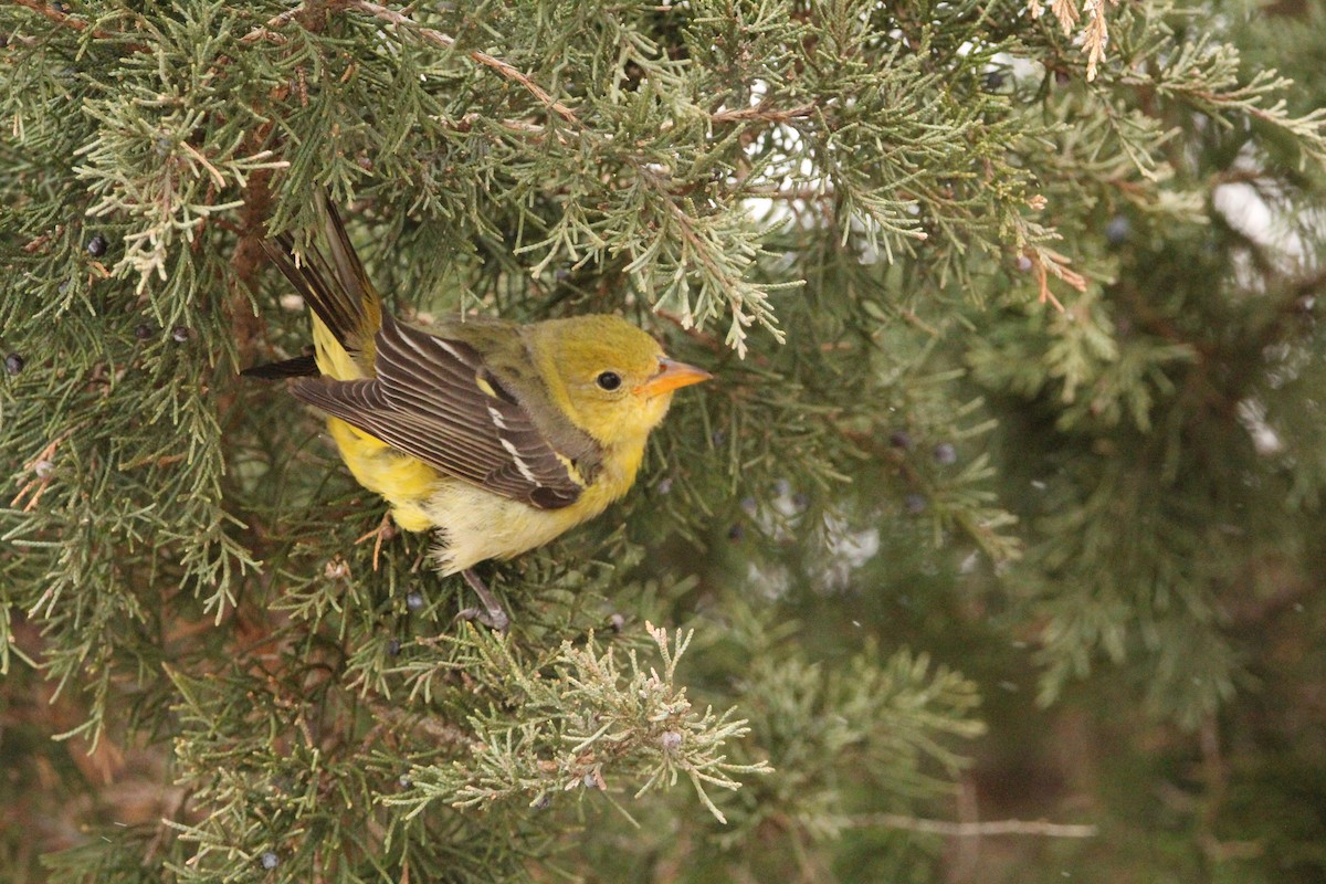 Western Tanager - ML614509878