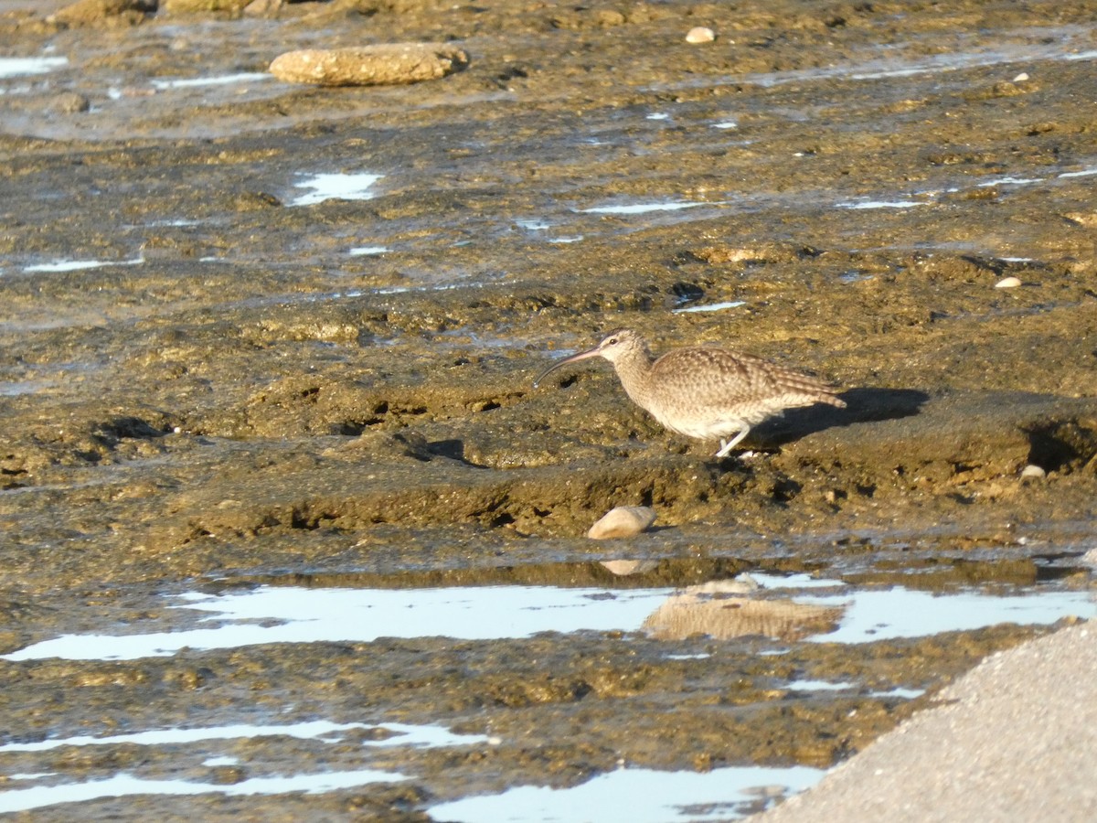 Whimbrel - ML614509891