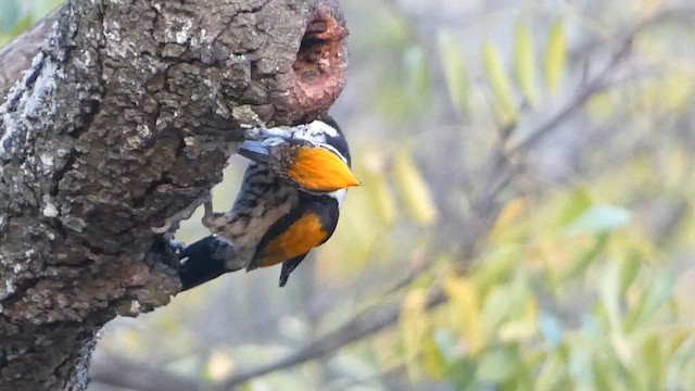 White-naped Woodpecker - ML614509897