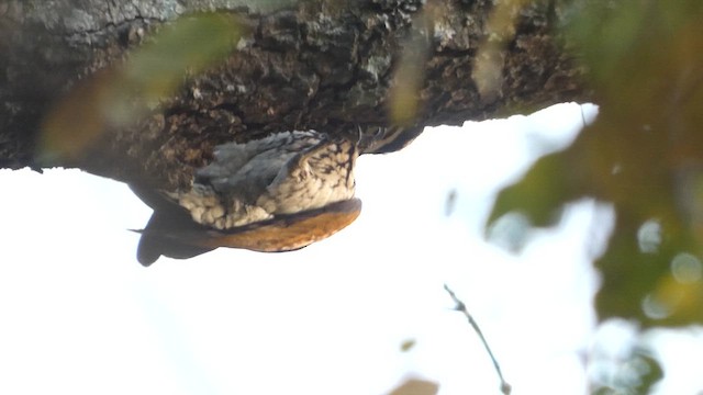 White-naped Woodpecker - ML614509905