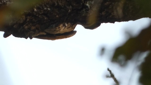 White-naped Woodpecker - ML614509906