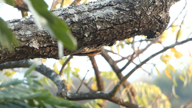 White-naped Woodpecker - ML614509912