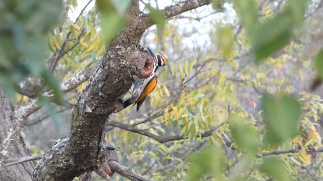 White-naped Woodpecker - ML614509937