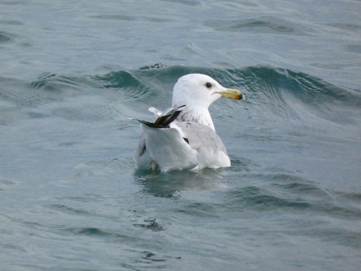 California Gull - ML614509946