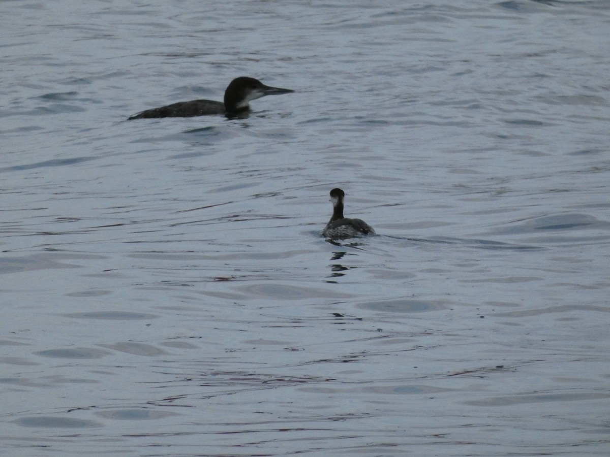 Common Loon - Wesley McGee