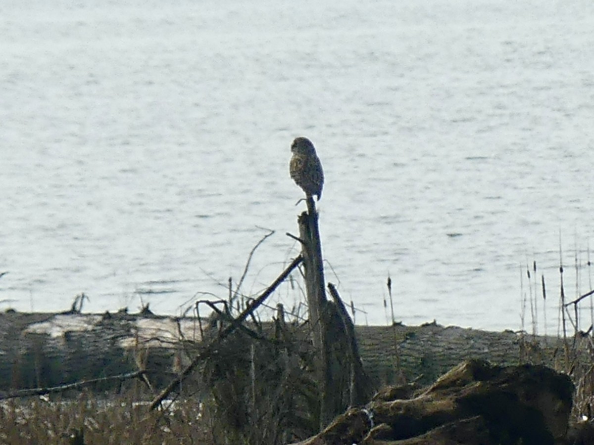 Short-eared Owl (Northern) - ML614509992