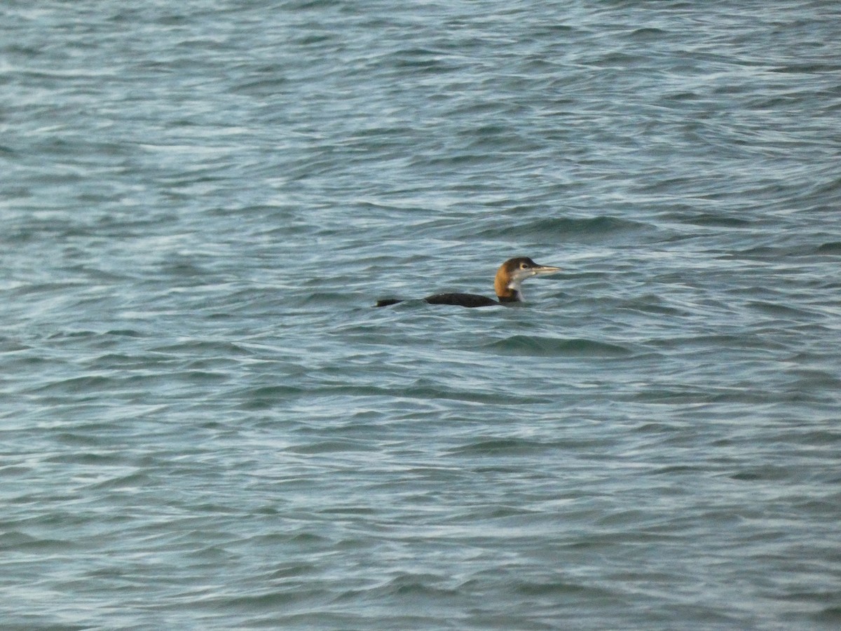 Common Loon - ML614510075