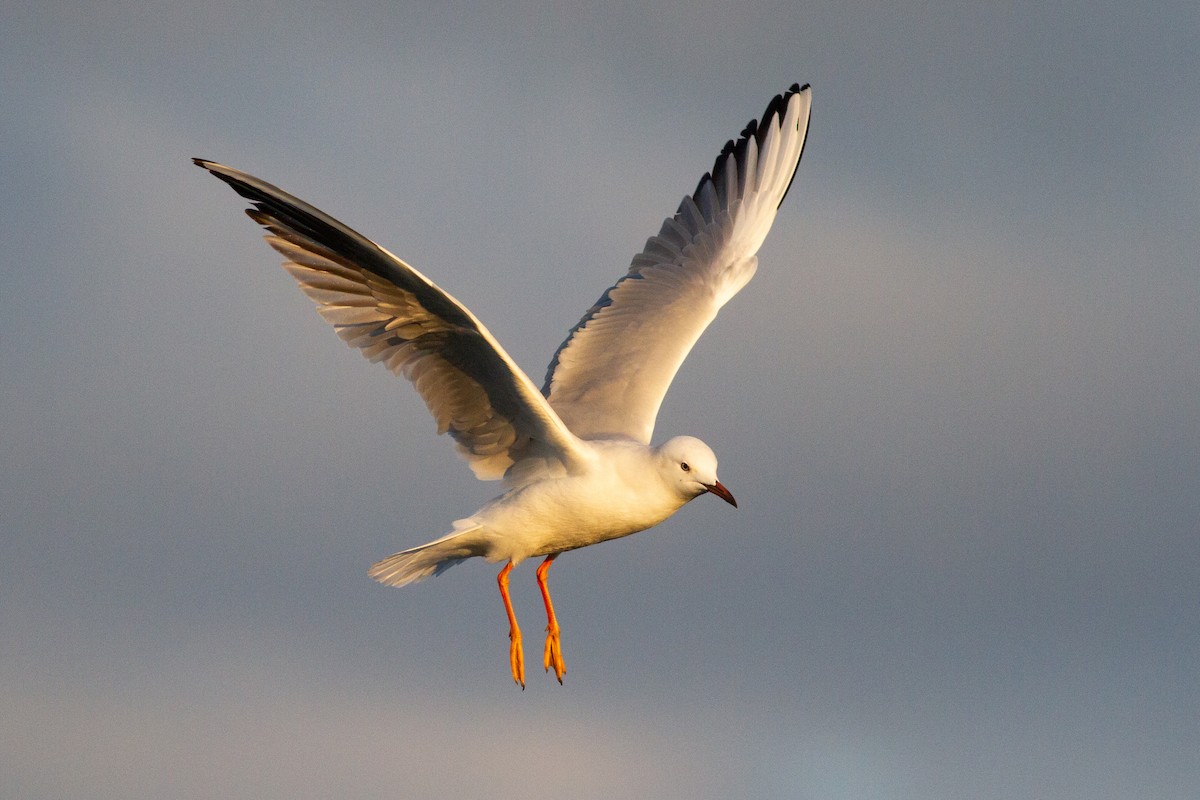 Slender-billed Gull - ML614510136