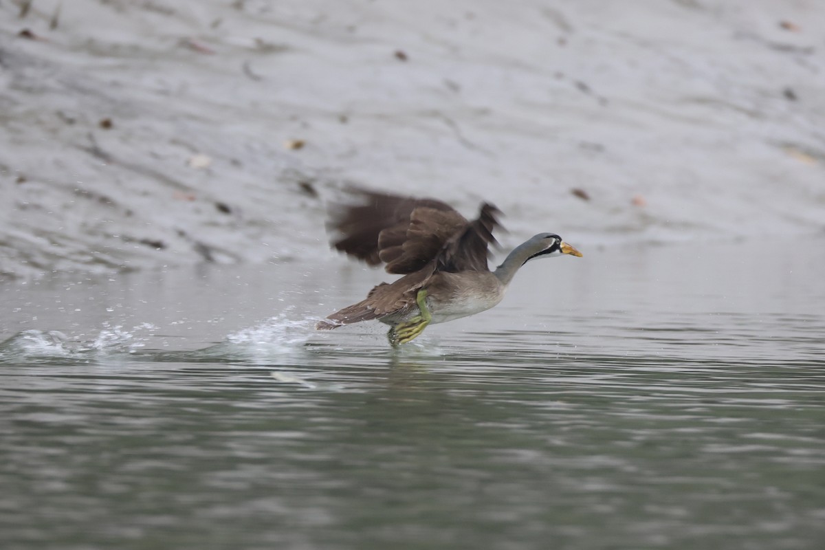 Masked Finfoot - ML614510193