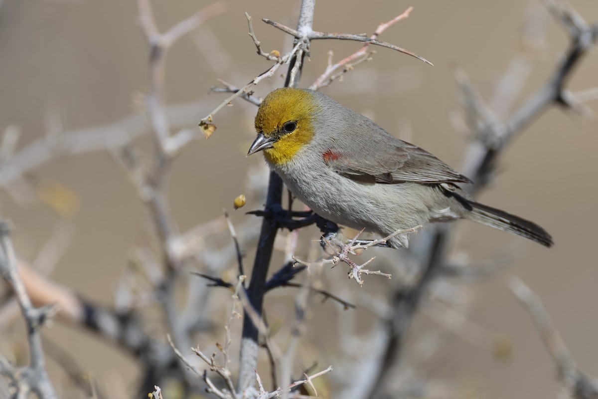 Verdin - Tom Forwood JR