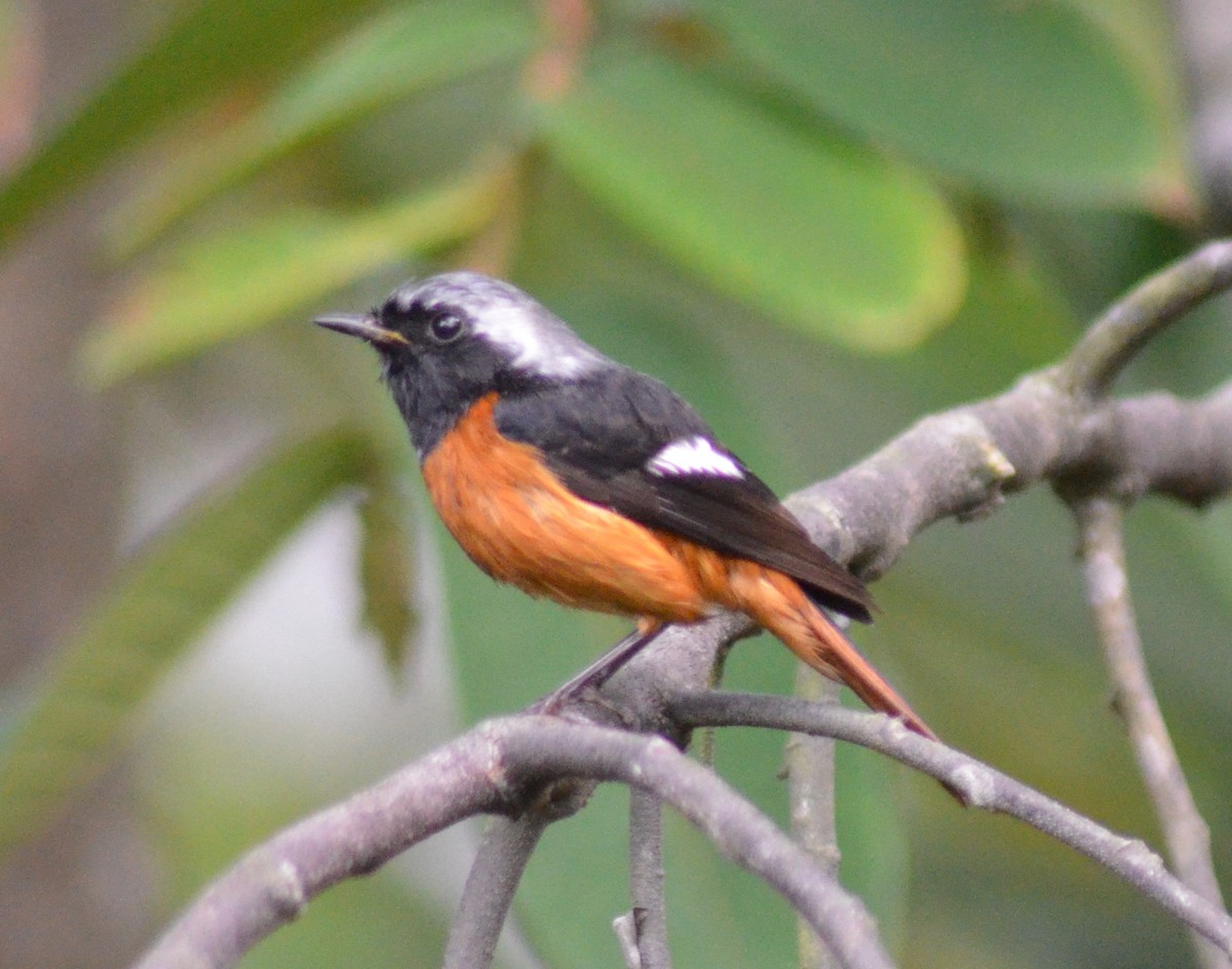 Daurian Redstart - ML614510266