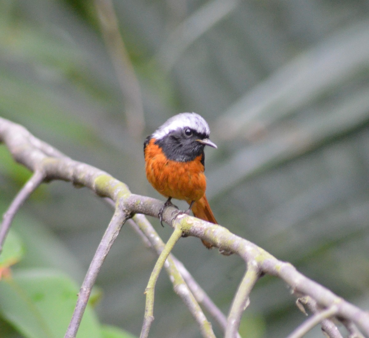 Daurian Redstart - ML614510271