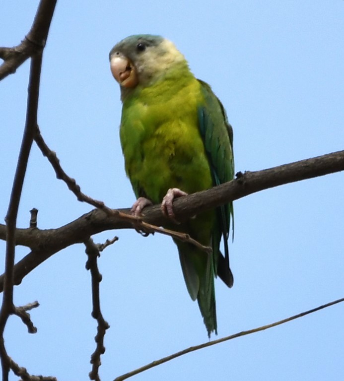 Gray-cheeked Parakeet - Steve Davis