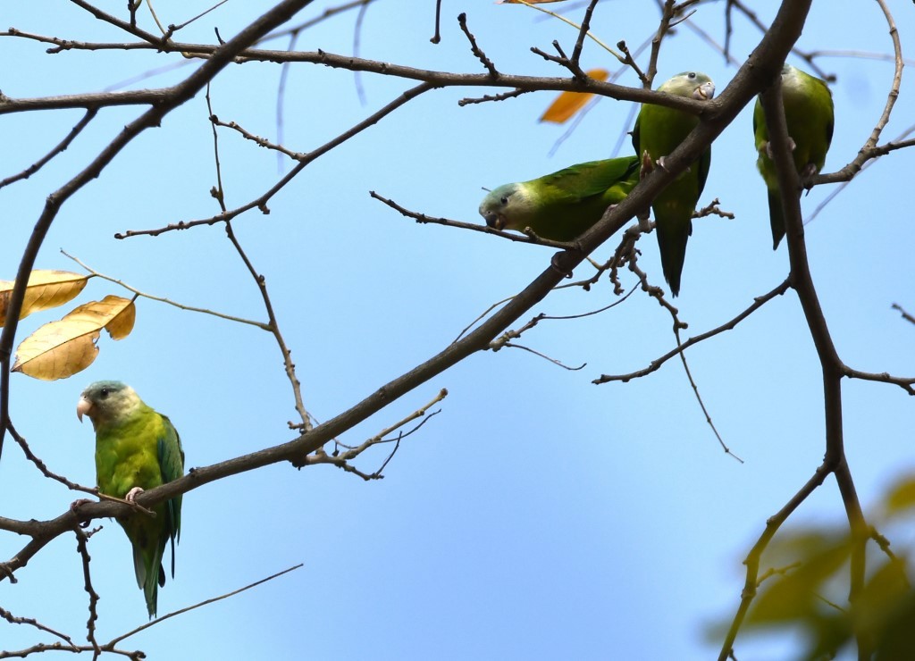 Gray-cheeked Parakeet - Steve Davis