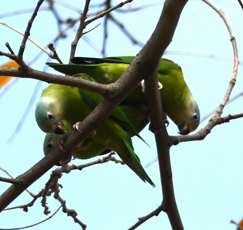 Gray-cheeked Parakeet - Steve Davis