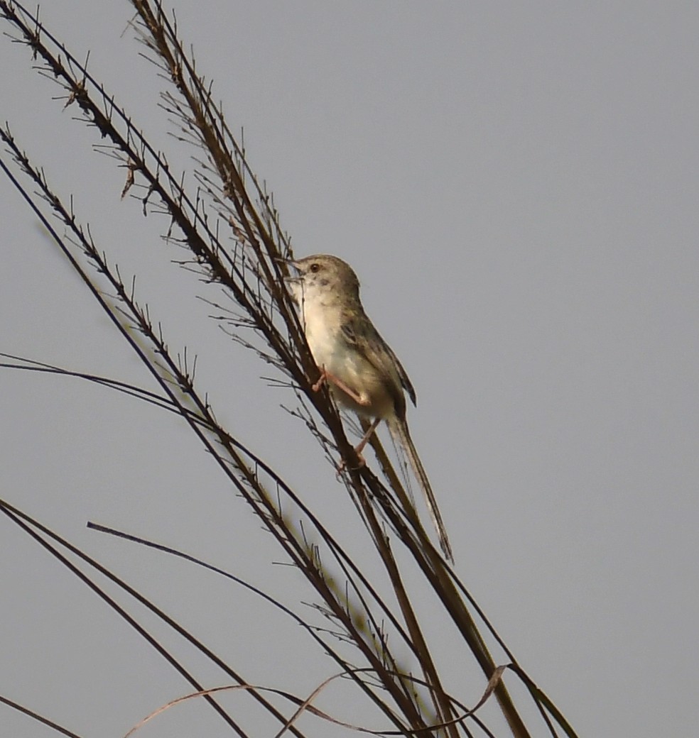 Delicate Prinia - ML614510374