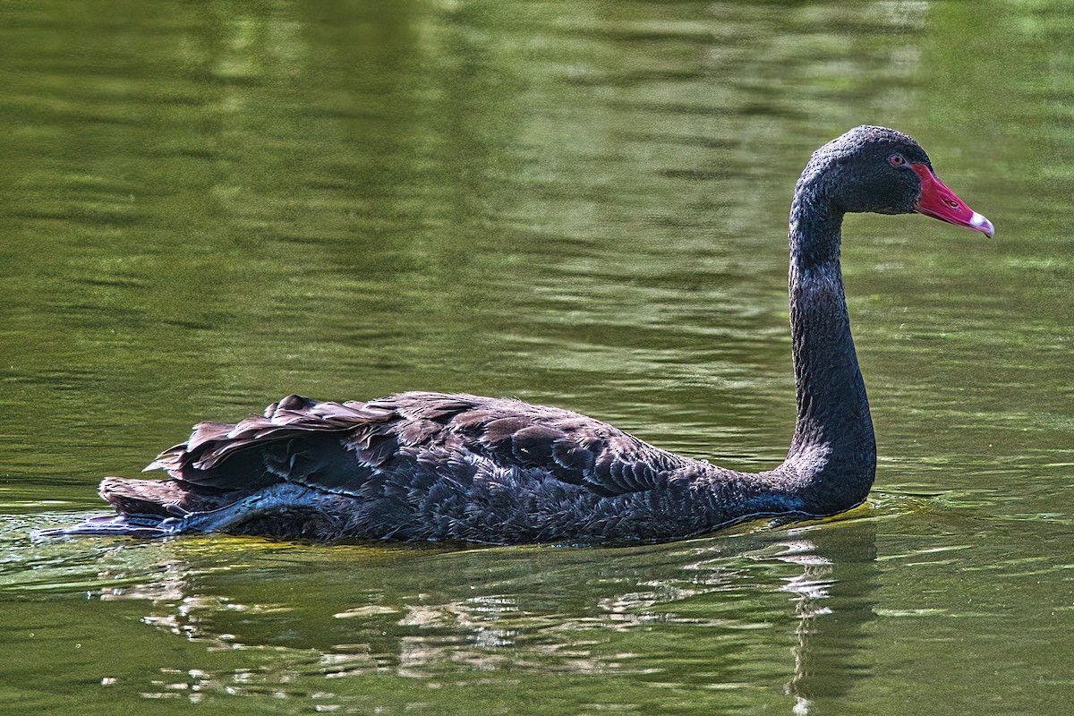 Cisne Negro - ML614510376