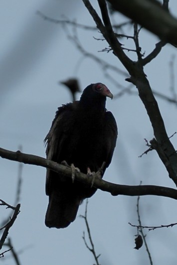 Turkey Vulture - Michael Killackey
