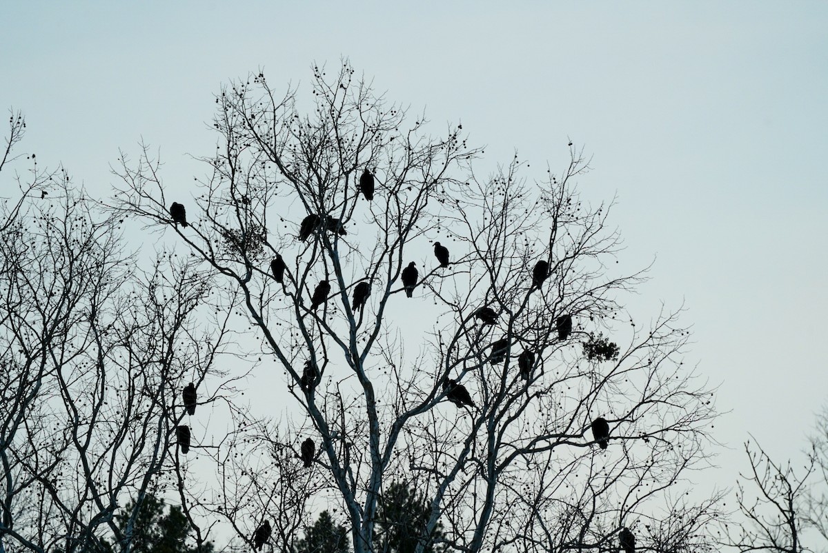 Turkey Vulture - Michael Killackey