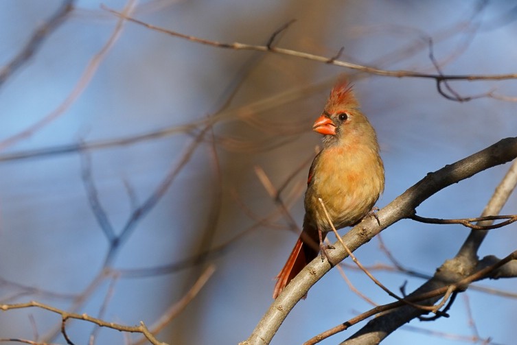 Northern Cardinal - ML614510504