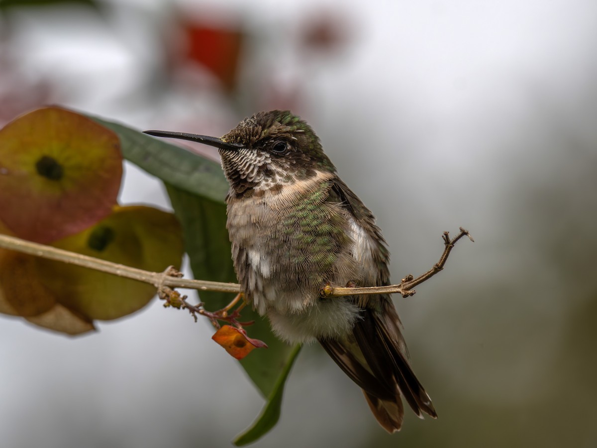 Ruby-throated Hummingbird - varun tipnis