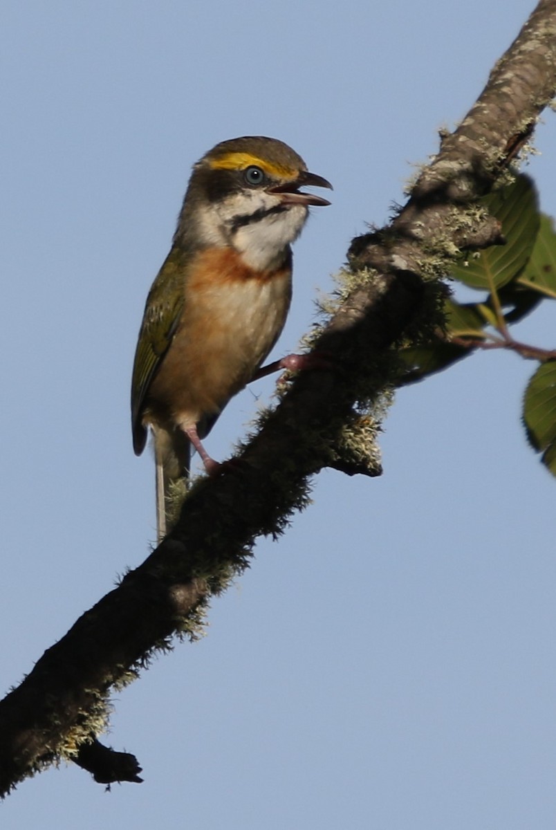 Chestnut-sided Shrike-Vireo - ML614510626