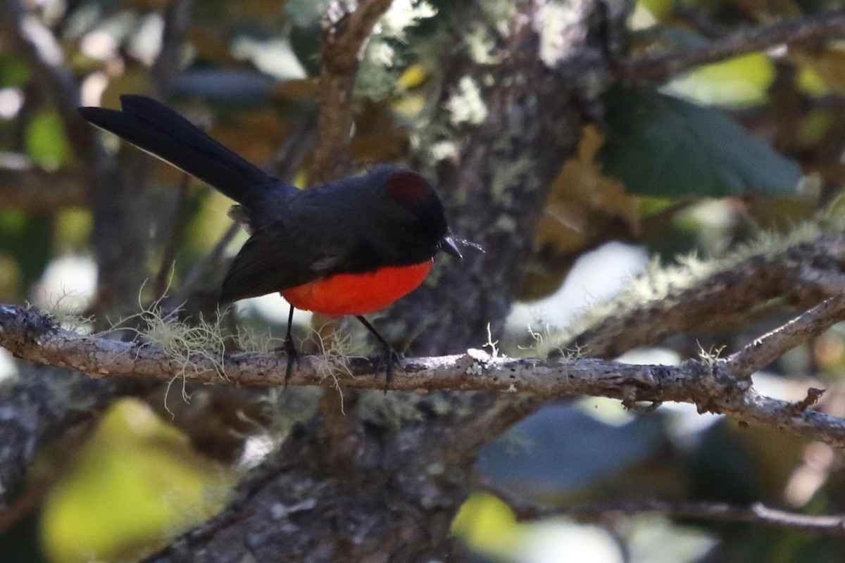 Slate-throated Redstart - ML614510631