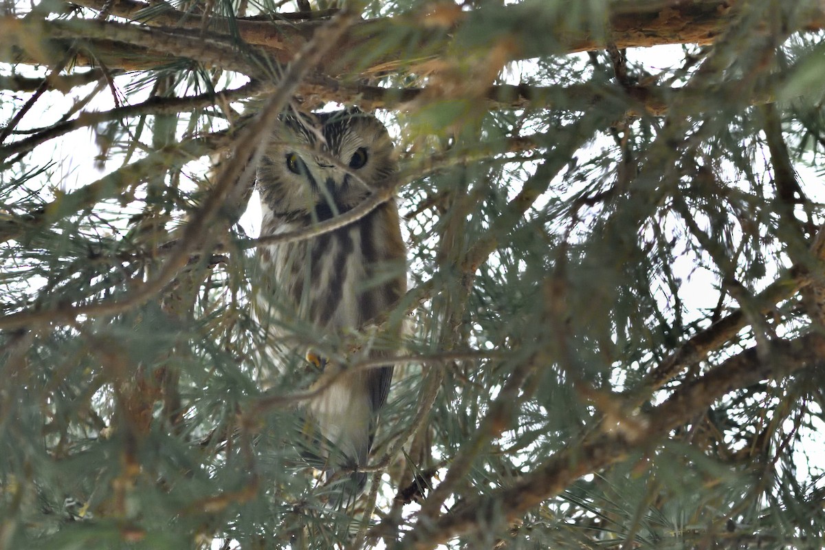 Northern Saw-whet Owl - ML614510644