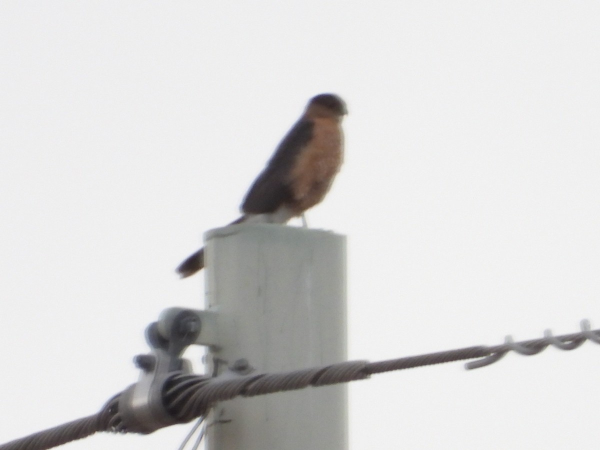 Cooper's Hawk - ML614510646