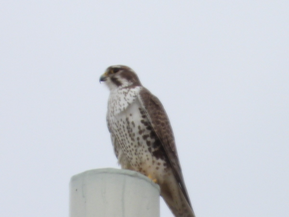 Prairie Falcon - ML614510656