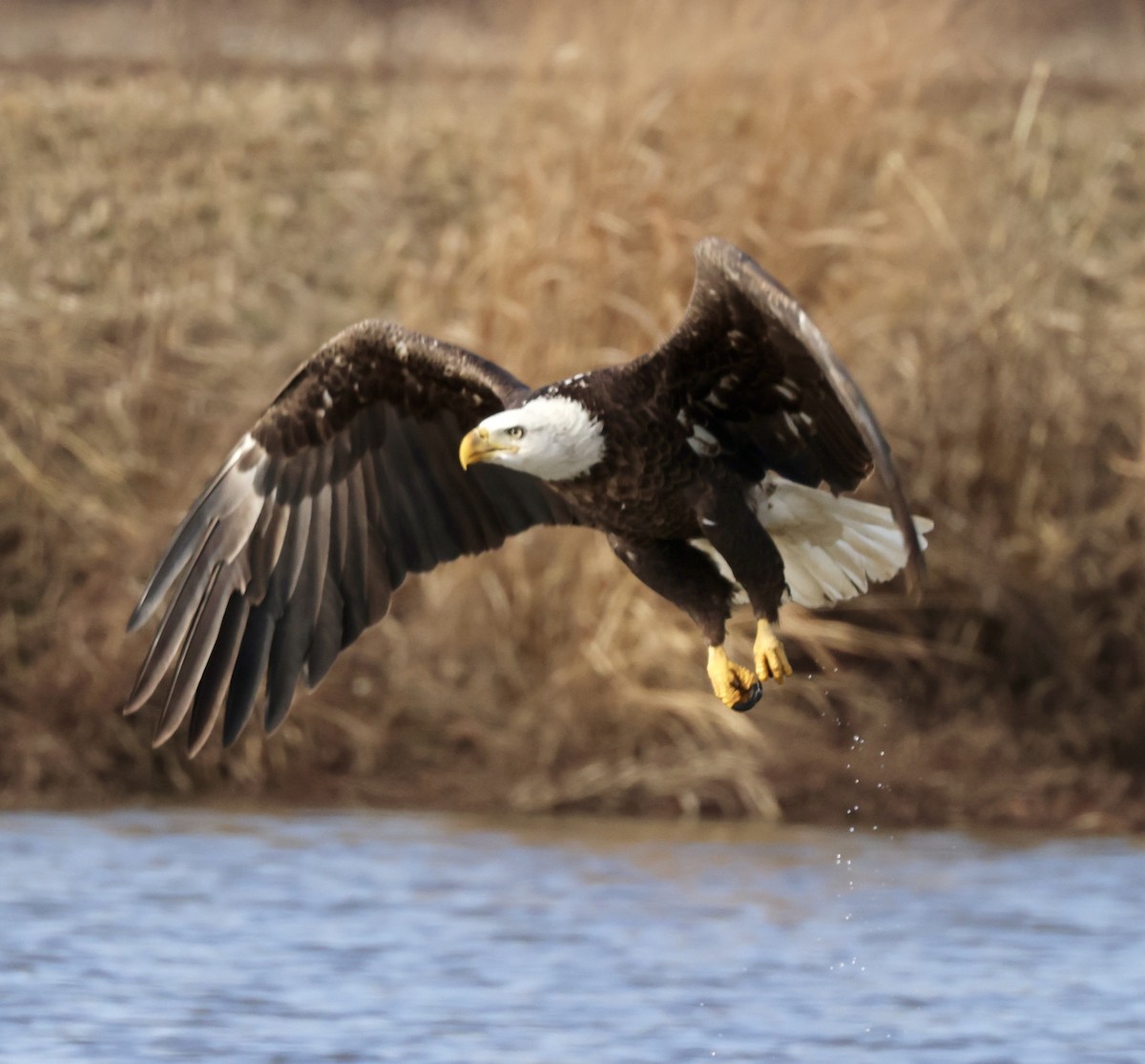 Bald Eagle - Cheryl Rosenfeld