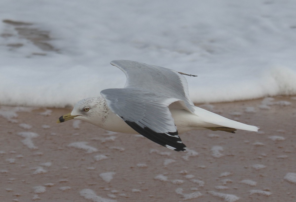 Ring-billed Gull - ML614510724