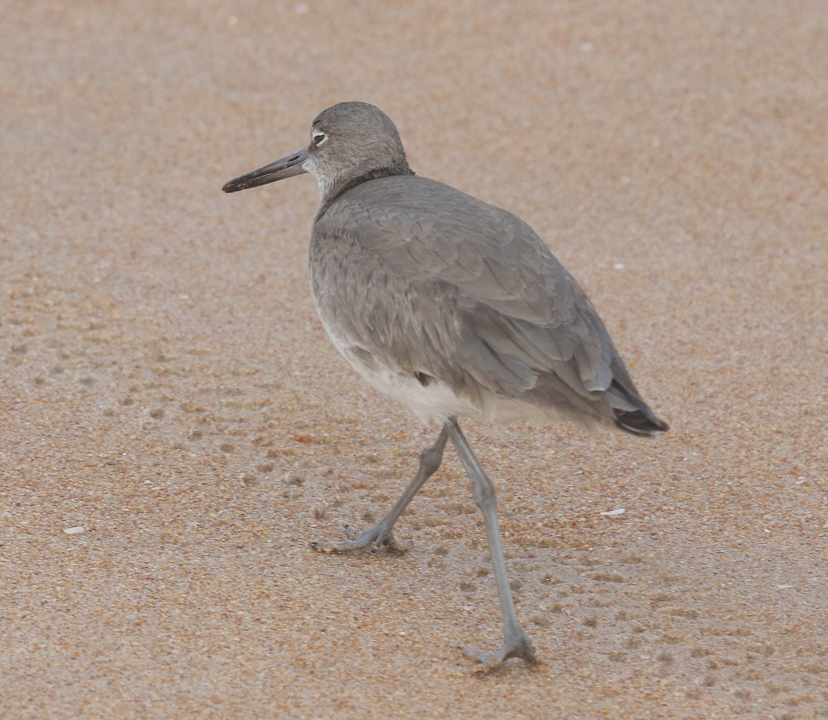 Willet - ML614510795