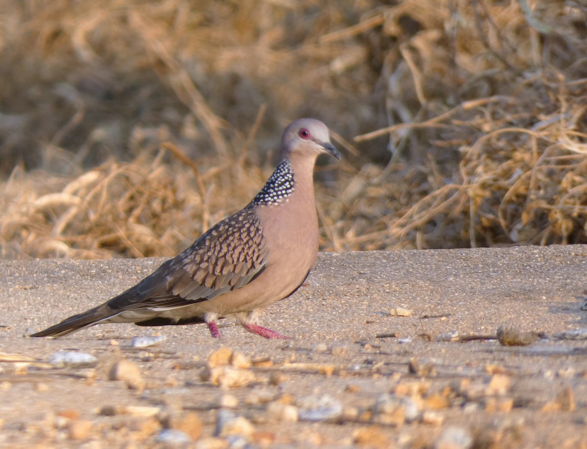 Spotted Dove - ML614510810