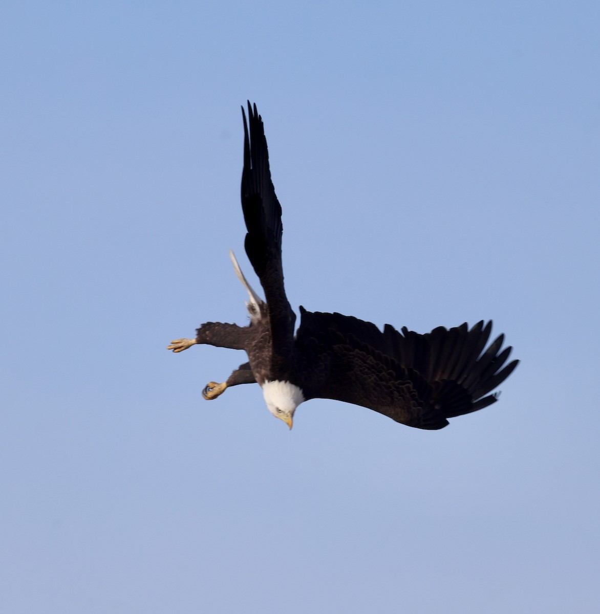 Bald Eagle - Cheryl Rosenfeld