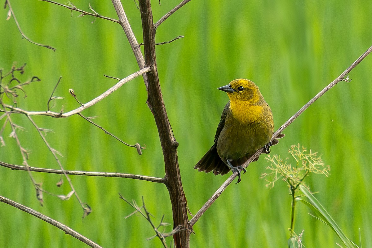 Yellow-hooded Blackbird - ML614510865