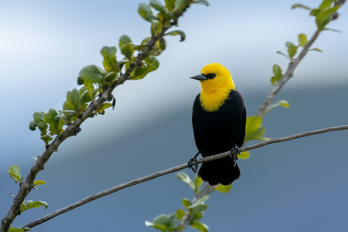 Yellow-hooded Blackbird - ML614510866