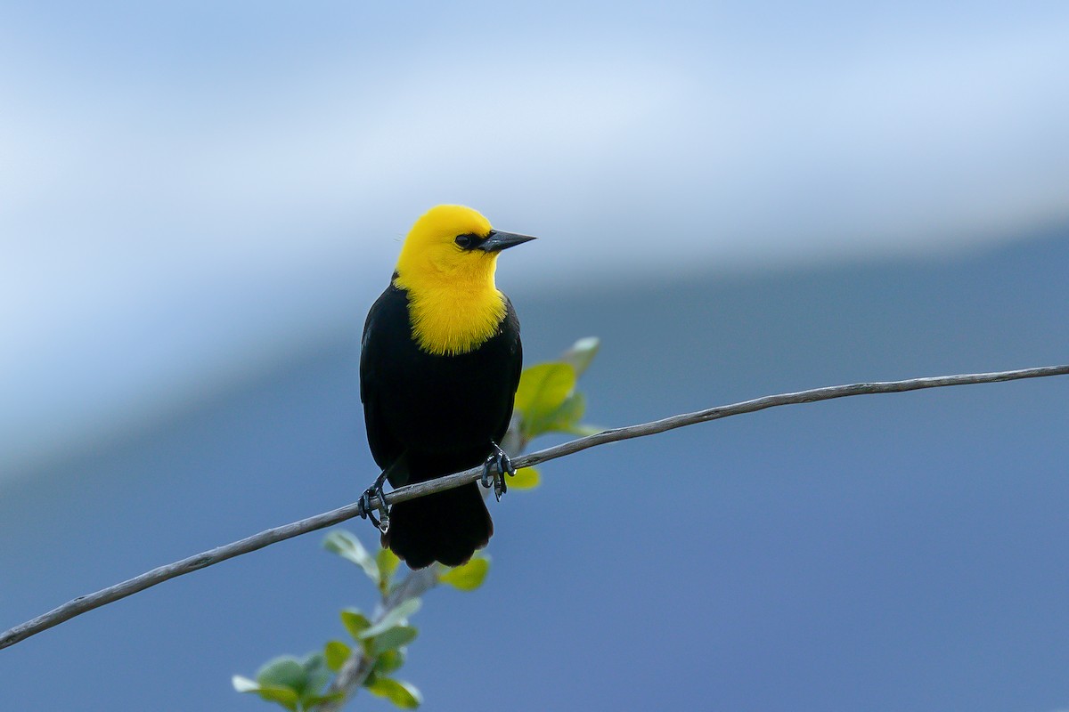 Yellow-hooded Blackbird - ML614510867