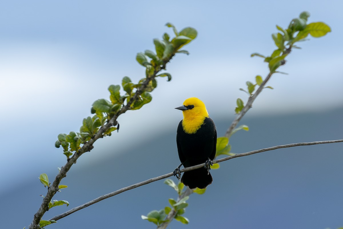 Yellow-hooded Blackbird - ML614510868