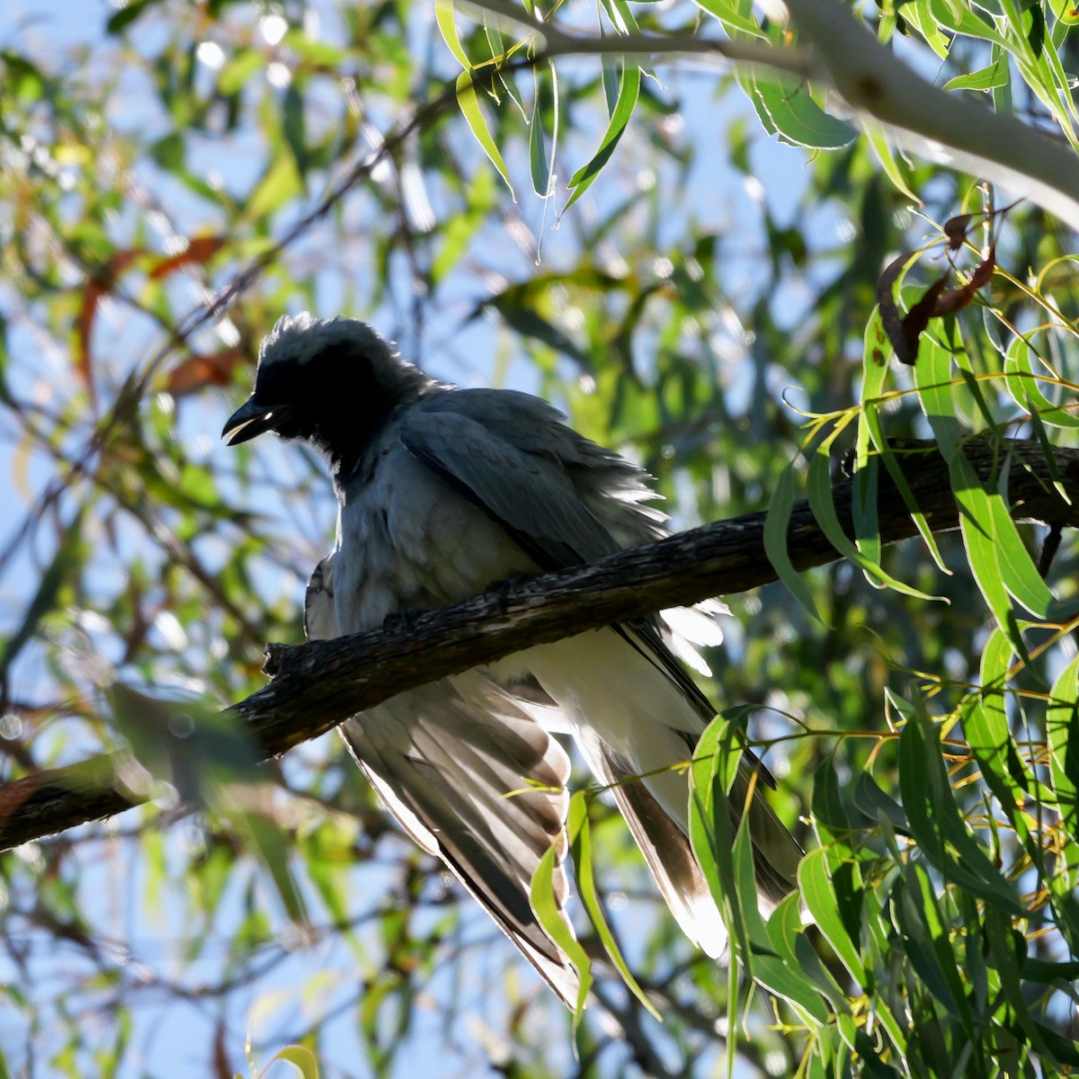 Black-faced Cuckooshrike - Lindell Emerton