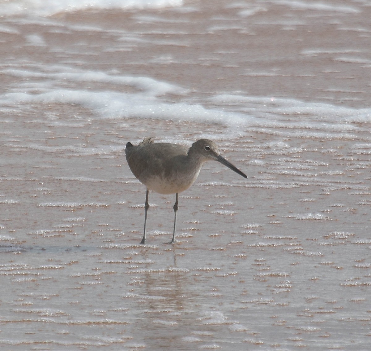 Willet - ML614510884